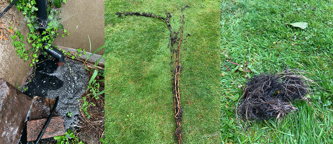 ROOT REMOVAL FROM DRAIN